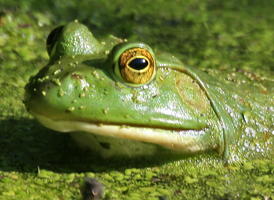 American Bullfrog
